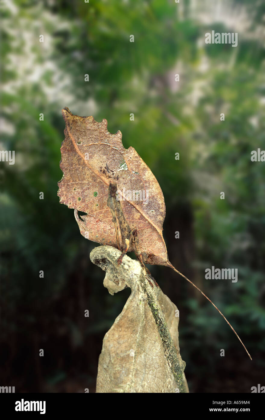 Blatt - Mimic katydid, 'Blatt Insekt', Typophyllum sp., Amazonas Regenwald, Loreto, Peru. Entwicklung Stockfoto