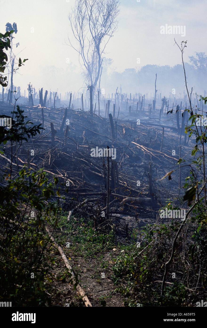 Schwelende Schlagabraum und brennen Landwirtschaft, Halbinsel Yucatan, Mexiko Stockfoto