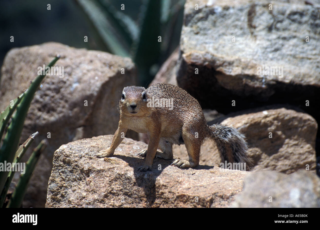 Ungestreifte Grundeichhörnchen Xerus Rutilus Tarangire Nationalpark Tansania Stockfoto