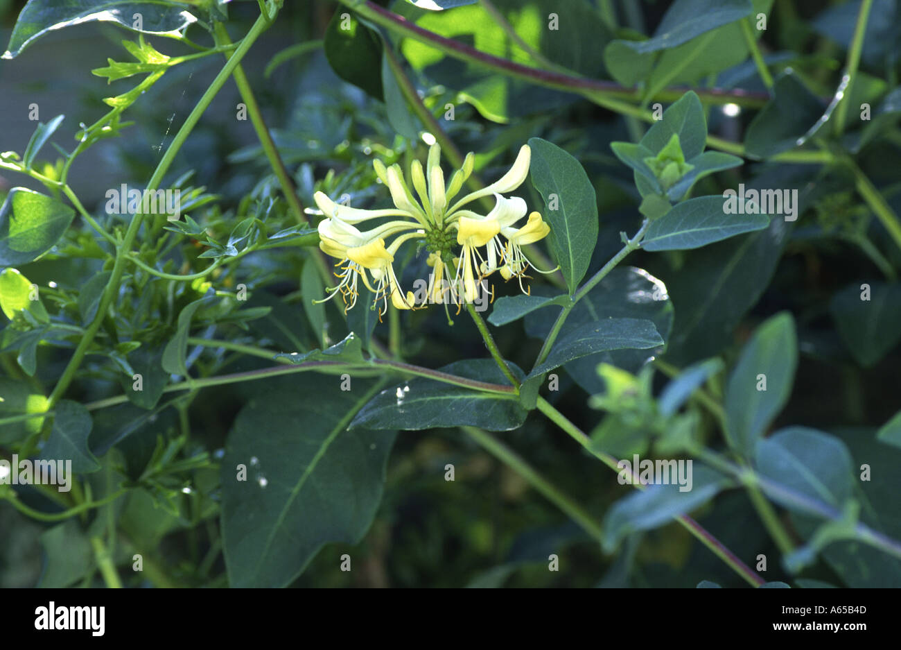 Geißblatt Lonicera Graham Thomas Stockfoto