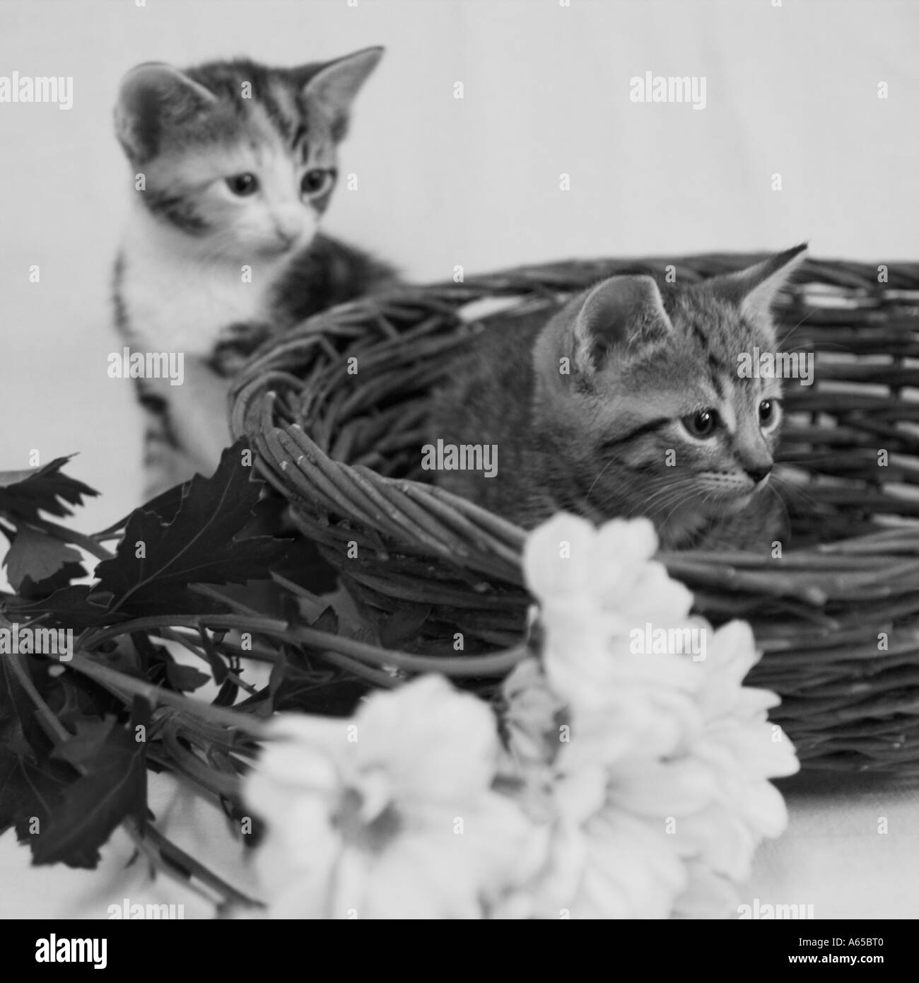 Tabby und Schildpatt Kätzchen Stockfoto