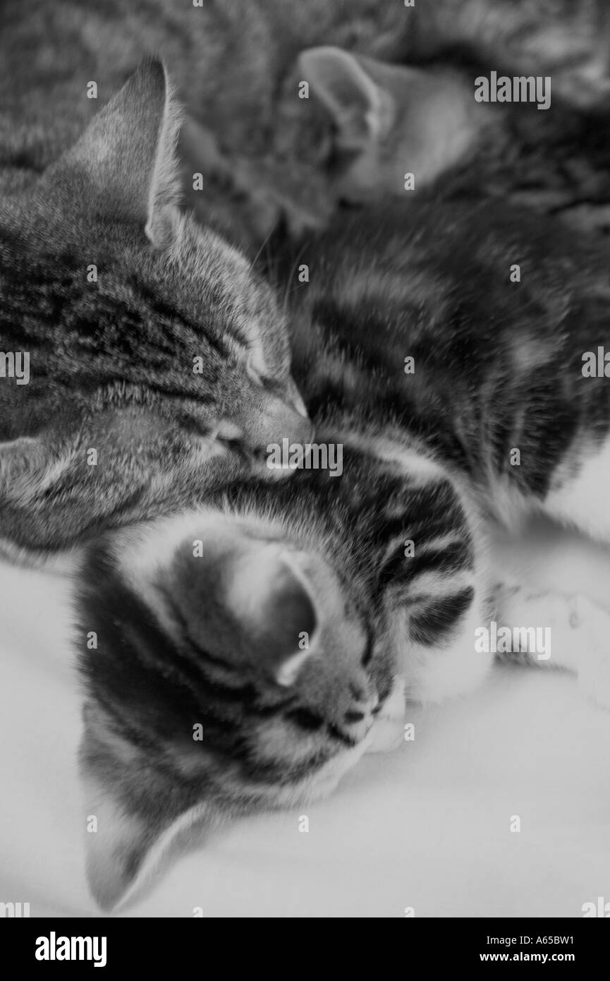 Tabby Katze rollte sich mit ihren zwei Kätzchen Stockfoto
