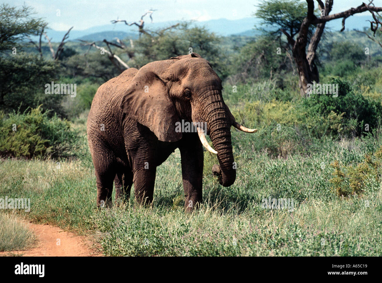 Afrikanischer Elefant Loxodonta Africana, Sambura Game Reserve, Kenia, Afrika Stockfoto