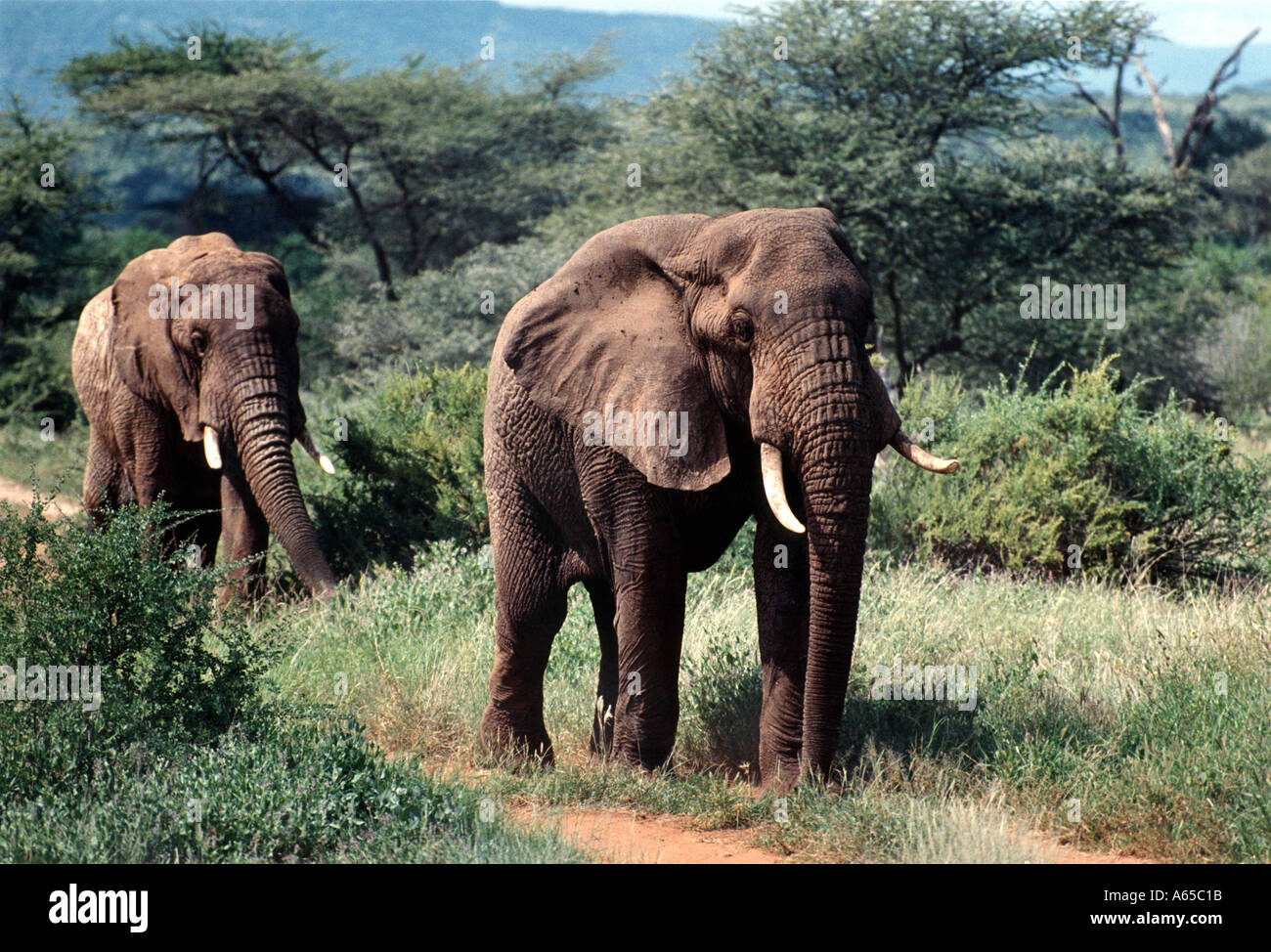 Afrikanische Elefanten Loxodonta Africana, Sambura Game Reserve, Kenia, Afrika Stockfoto