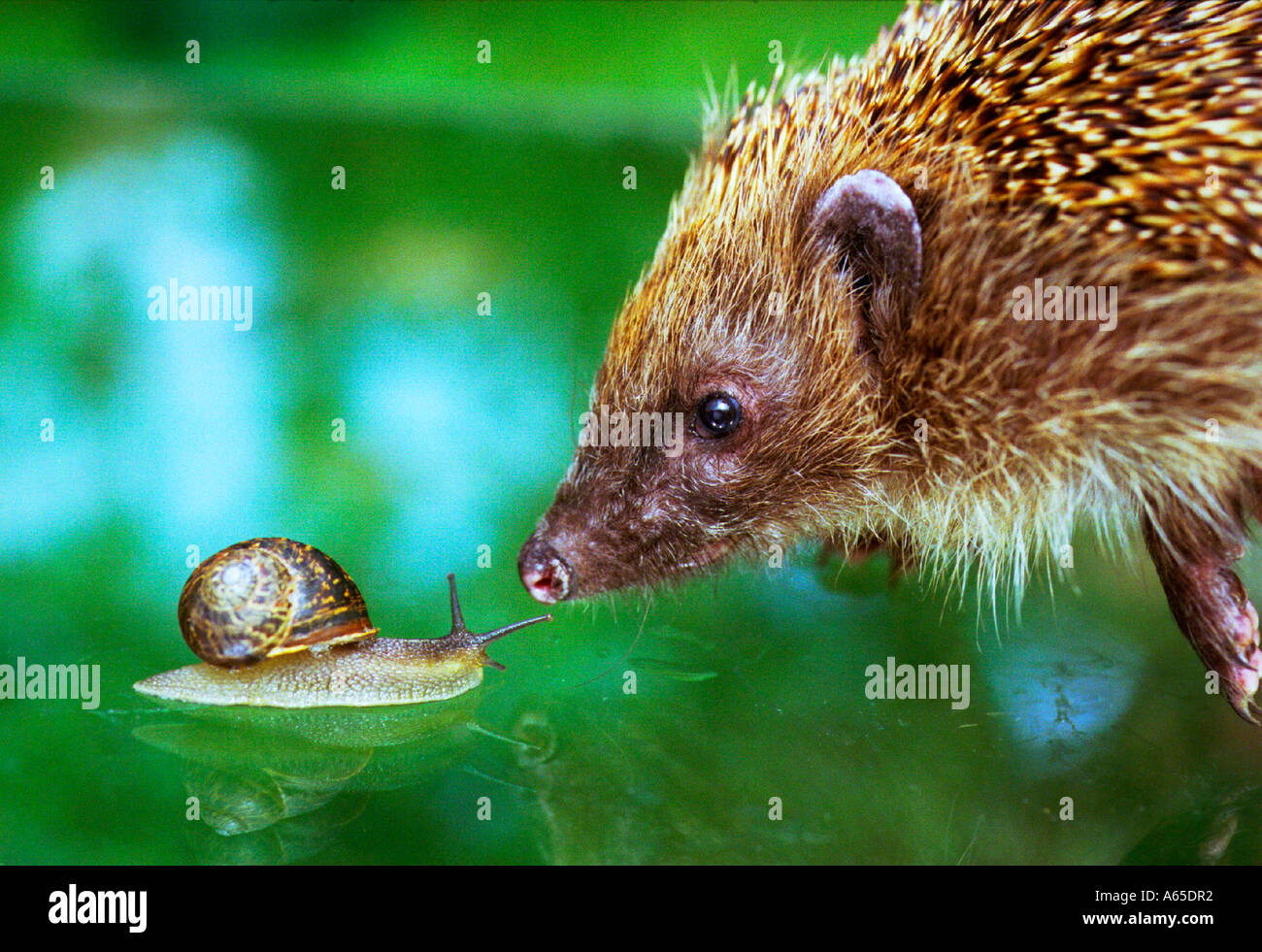 Hedgehog snail Stockfotos und bilder Kaufen Alamy