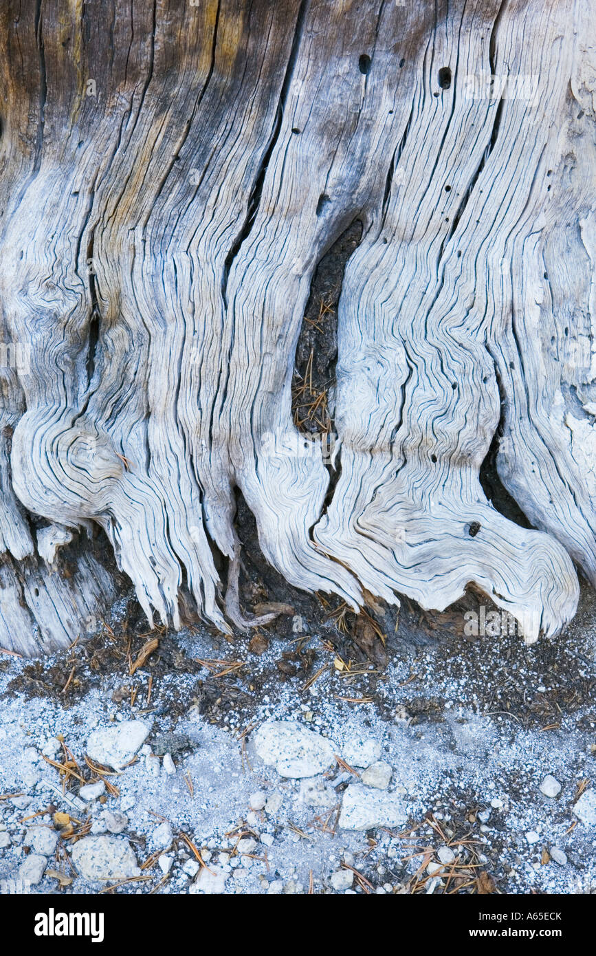 Basis des verwitterten Baumes in Tuolumne Meadows Yosemite National Park Sierra Nevada Mountains, Kalifornien USA Stockfoto