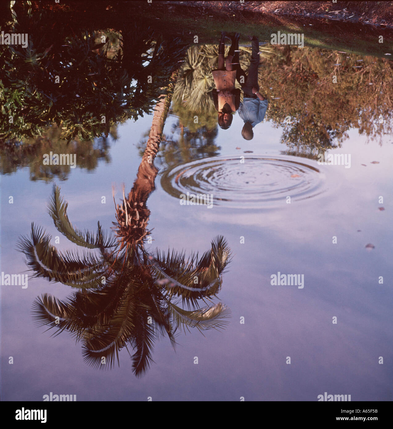 Palm und paar spiegelt sich im Teich Stockfoto