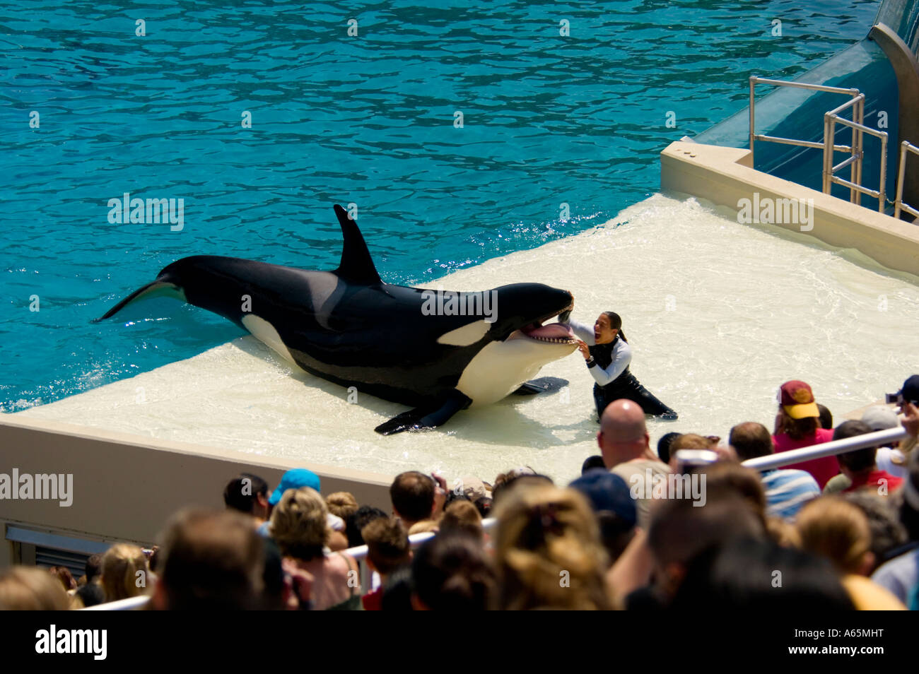Trainer und Schwertwal Orcinus Orca darstellende Tricks während der show im Sea World in der Nähe von San Diego Kalifornien Stockfoto