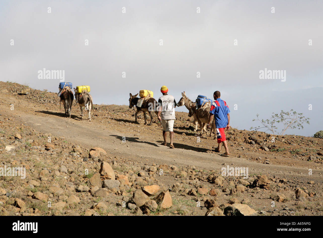 Jungen mit Eseln auf dem Weg zum Wasser (Kap Verde, 2007) zu sammeln. Stockfoto