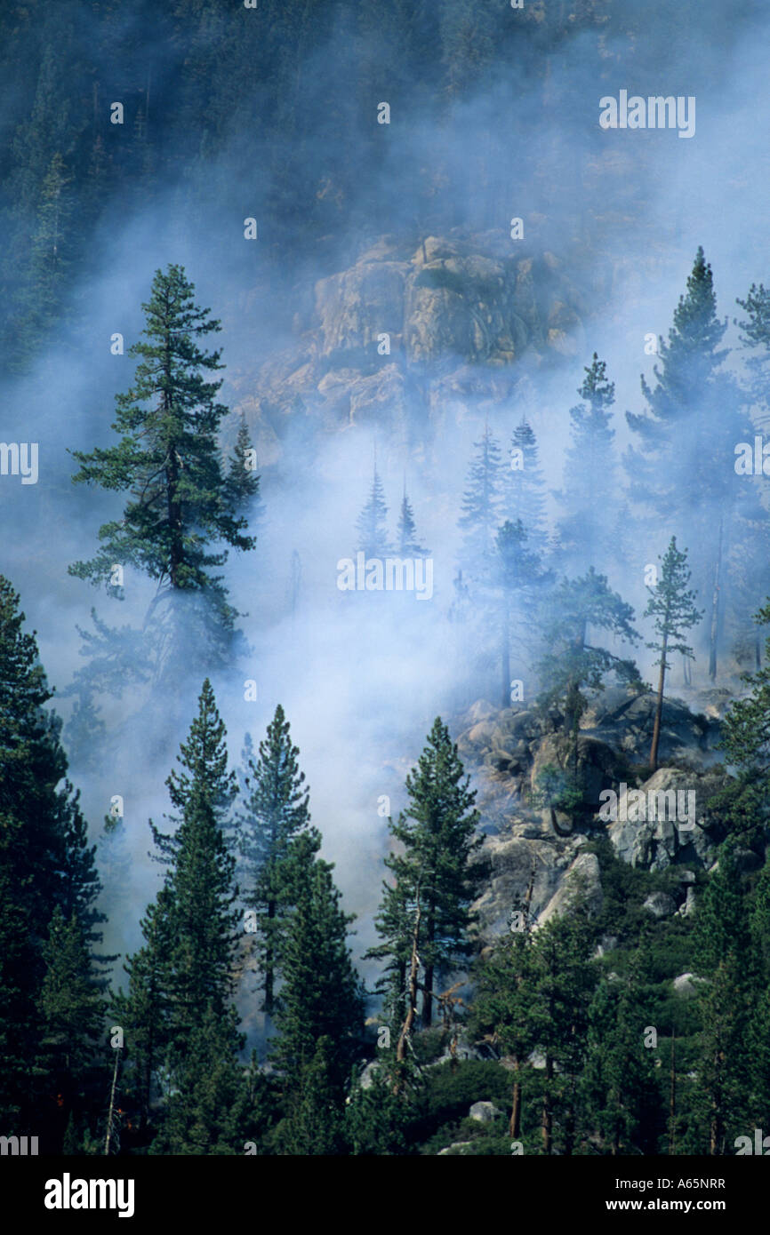 Blitzeinschlag verwalteten Wald Feuer Rauch Wolke in Bäumen Yosemite hoch Land Yosemite Nationalpark, Kalifornien Stockfoto