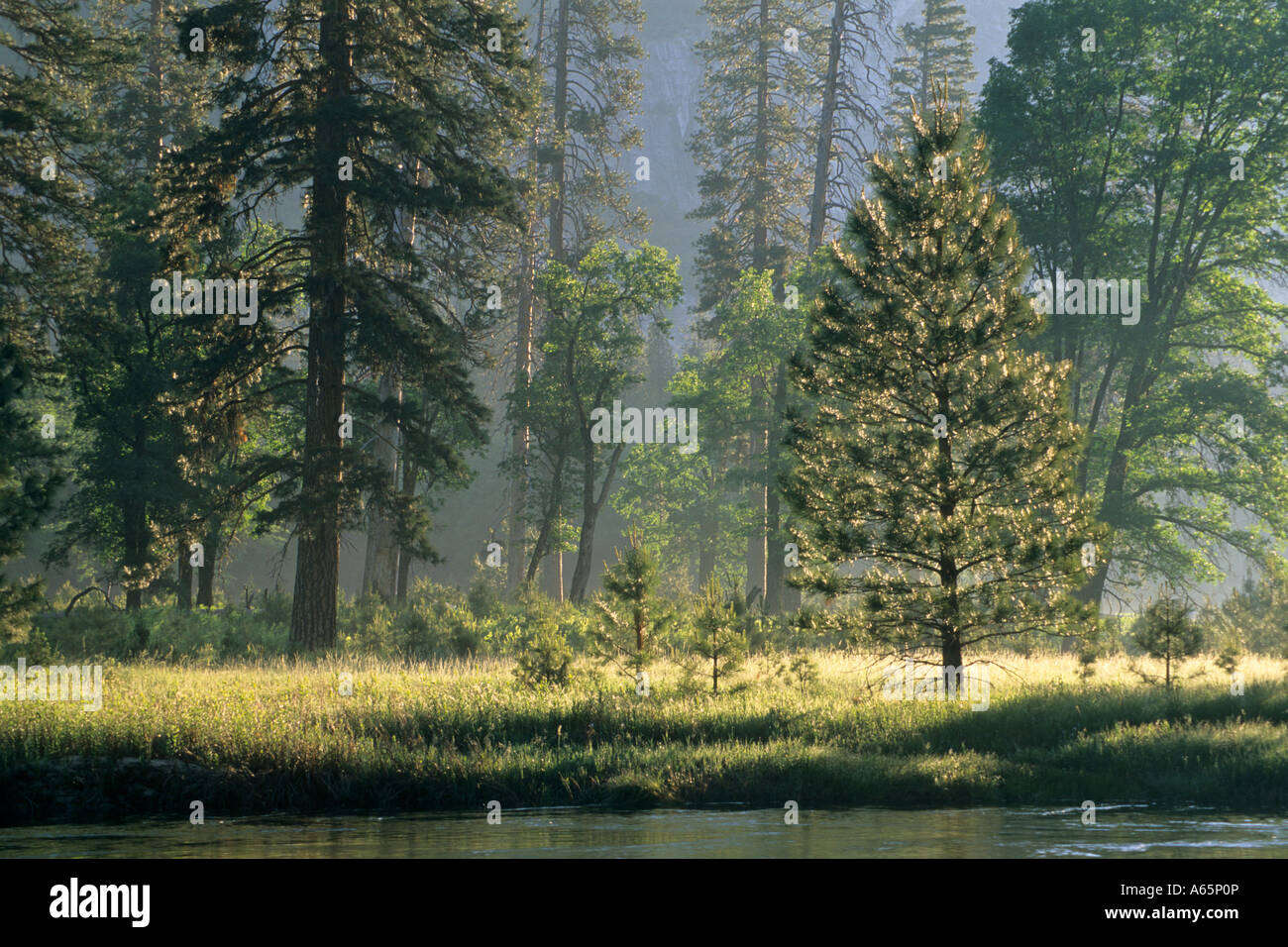 Morgenlicht auf Bäumen in Wiese Yosemite Valley im Frühjahr Yosemite National Park in Kalifornien Stockfoto