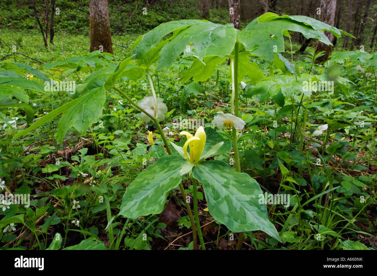 Gelb, Trillium Mayapple und anderen Wald Blumen und Pflanzen bei "White Oak sinkt" Great Smoky Mountains National Park Tennesse Stockfoto