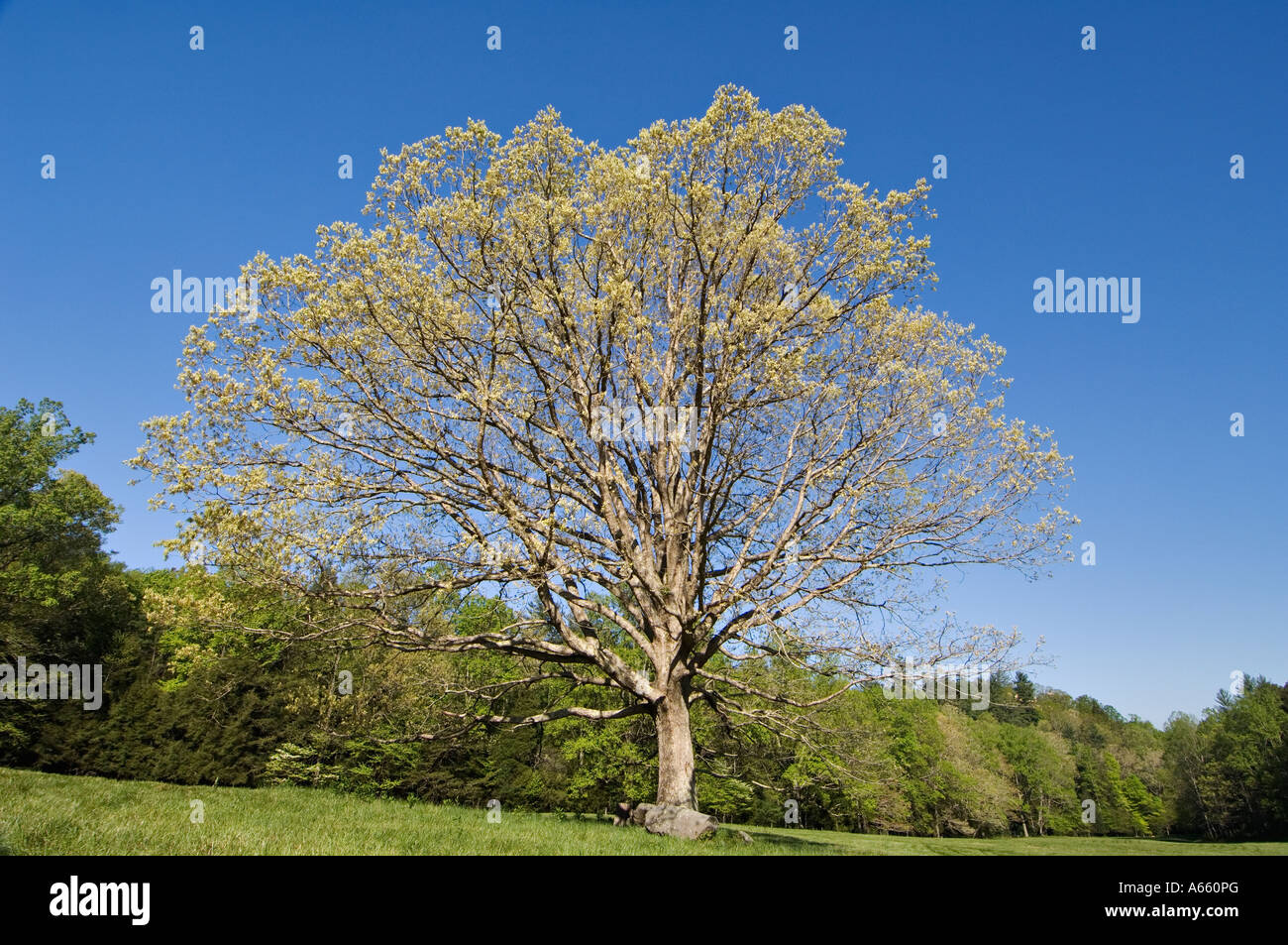 Neuer Frühling lässt auf Eiche in Wiese Cades Cove Great Smoky Mountains Nationalpark Tennessee Stockfoto