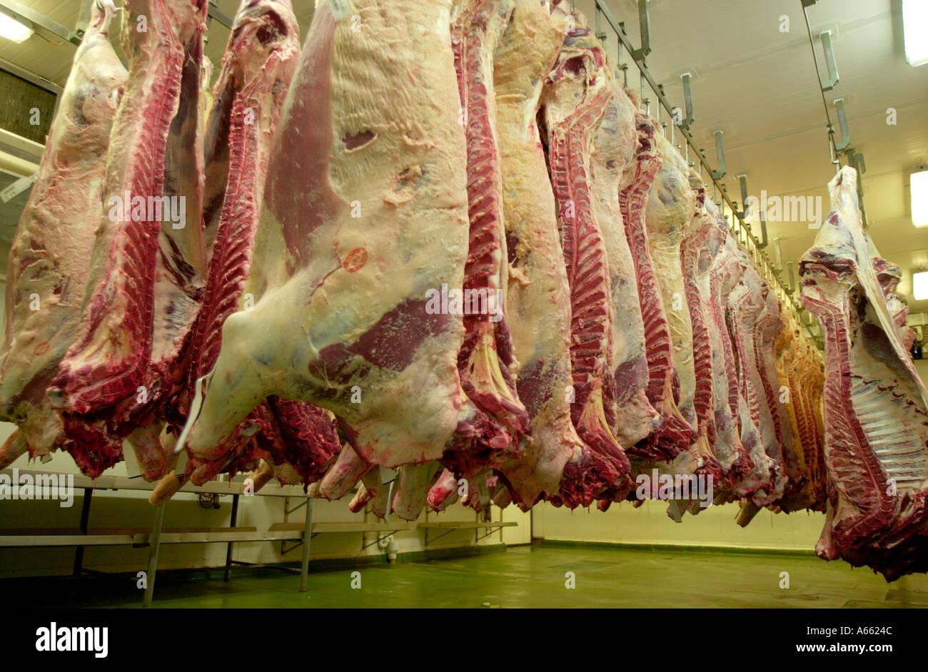 Flachschuss von Rindfleisch in Kühler Stockfoto