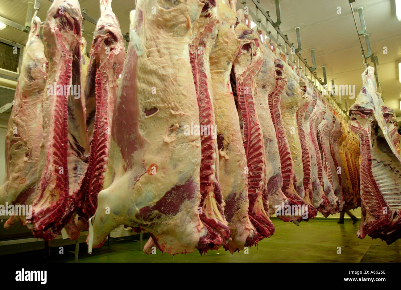 Kältemaschine Rindfleisch Seiten voller Stockfoto