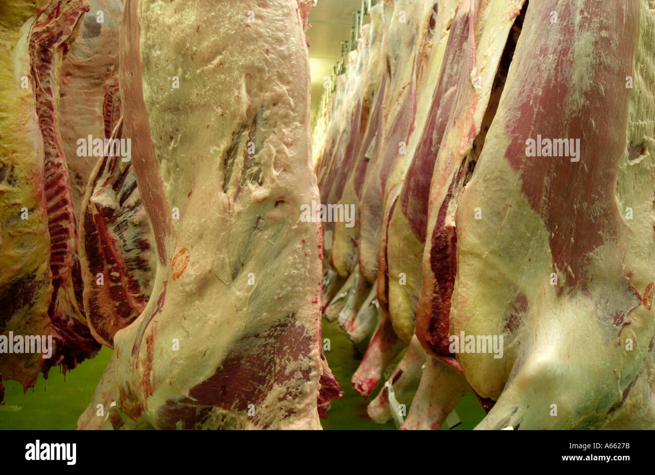 Rindfleisch-Seiten hautnah Stockfoto