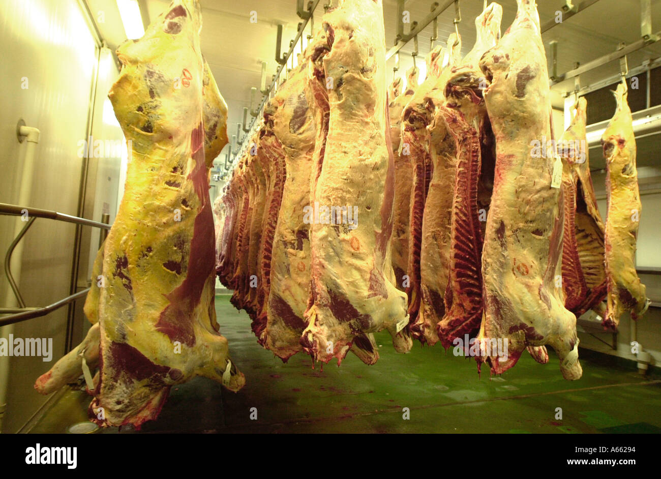 Rindfleisch-Seiten in den Kühler Stockfoto