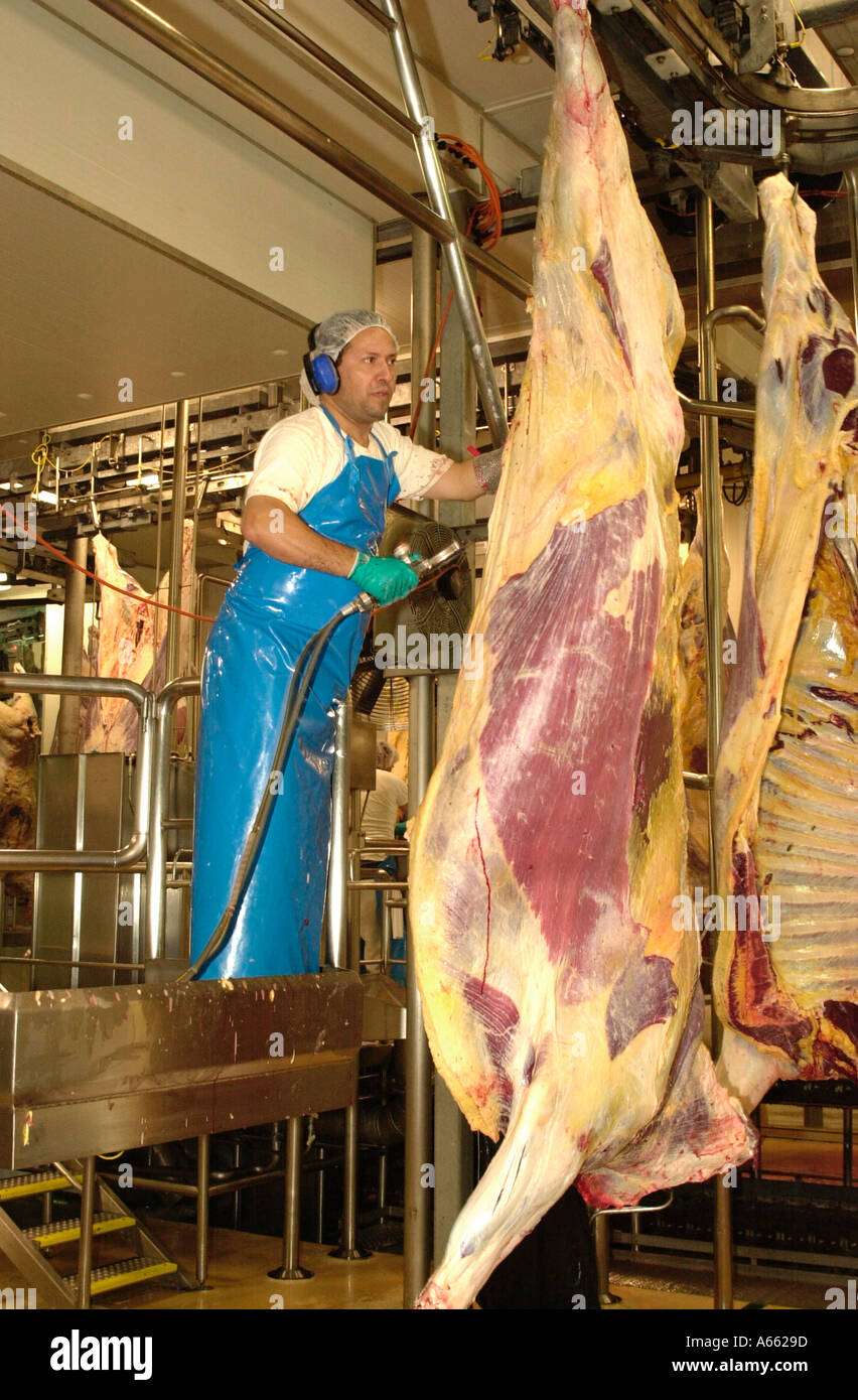 Schlachttier-und Fleischuntersuchung Stockfoto