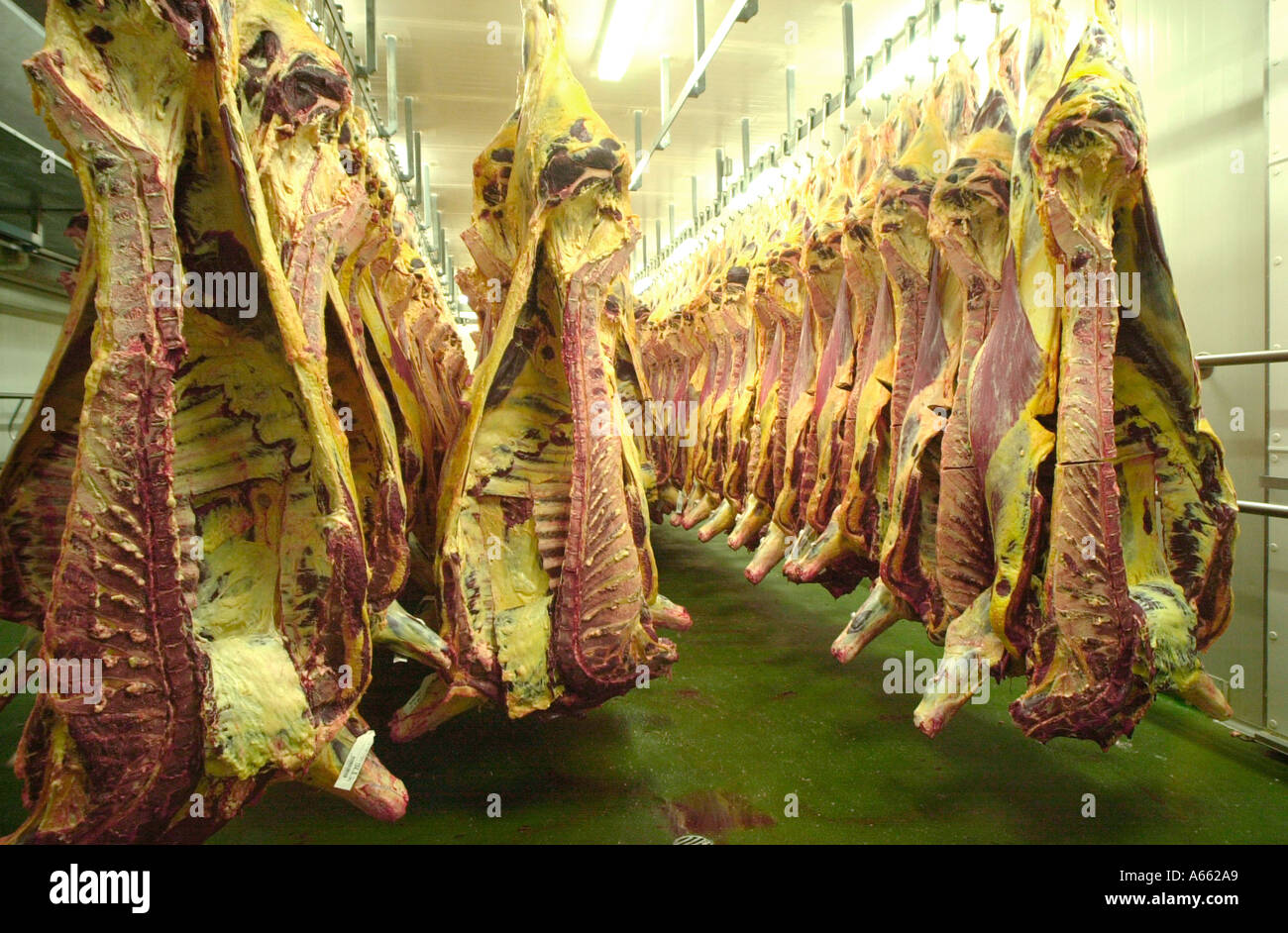 Rindfleisch-Kadaver hängen in der Kältemaschine Stockfoto