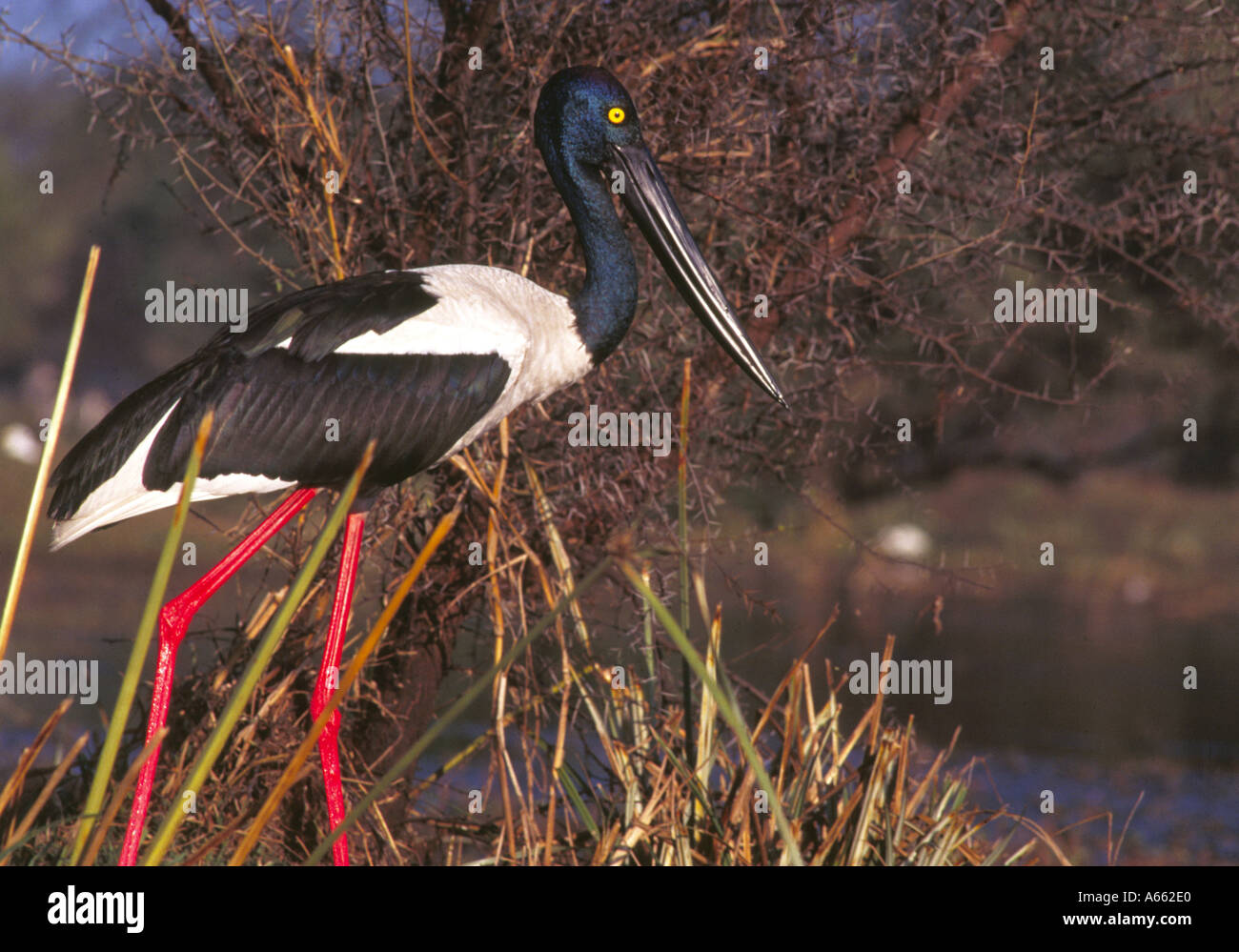 Schwarzhals Storch in Keoladeo Bharatpur Stockfoto