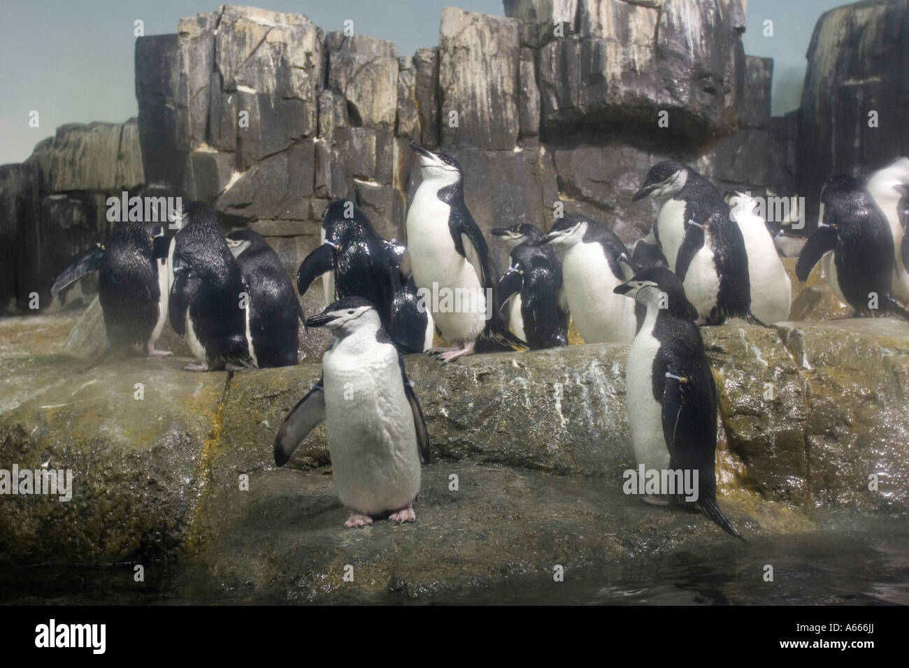 Pinguine im Central Park Zoo New York City-NY-USA Stockfoto