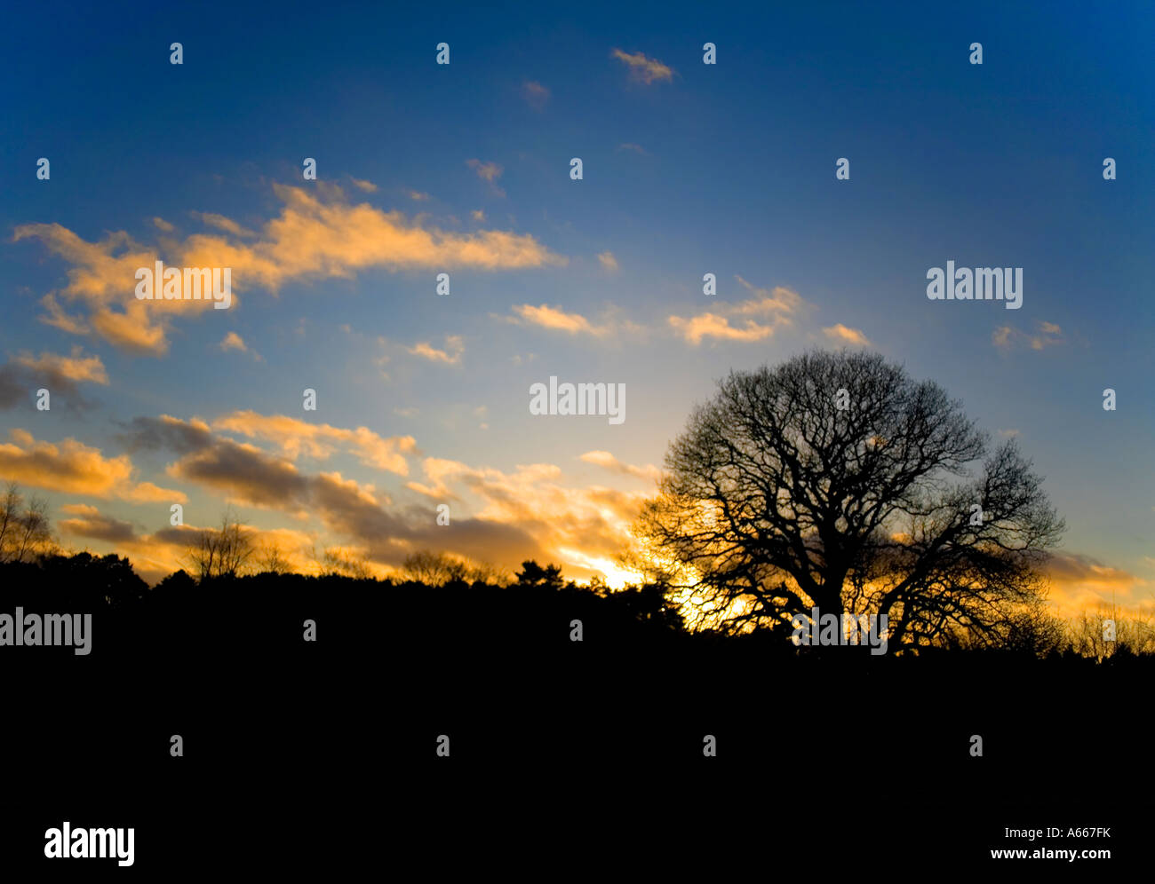 Baum bei Sonnenuntergang Stockfoto