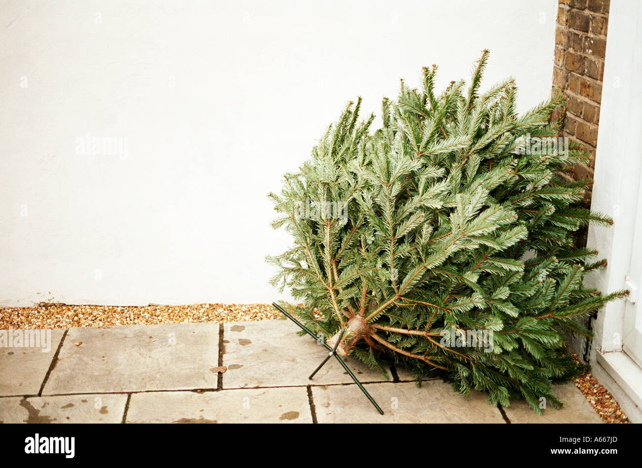 Einen ausrangierten Weihnachtsbaum Stockfoto