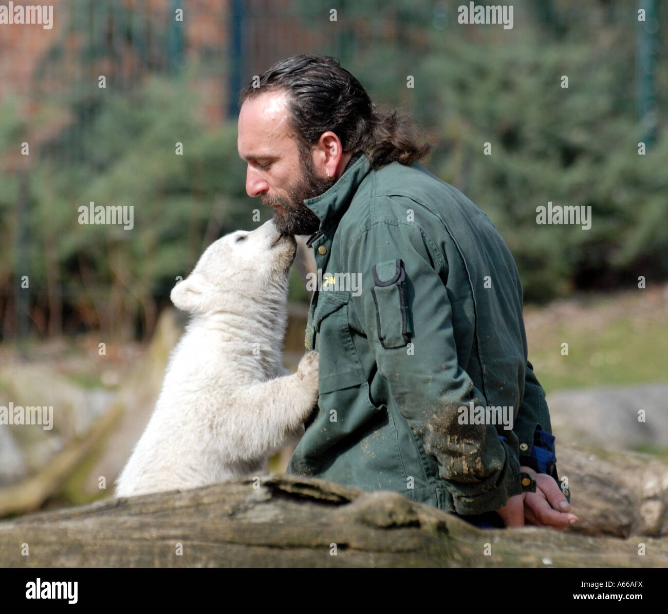 Knut der Eisbär Jungtier im Zoo Berlin Stockfoto