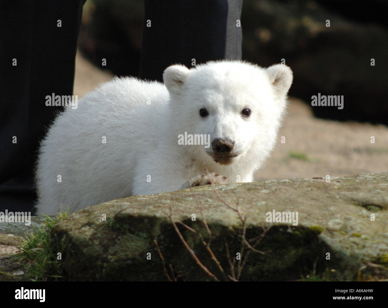 Knut der Eisbär im Berliner Zoo Stockfoto