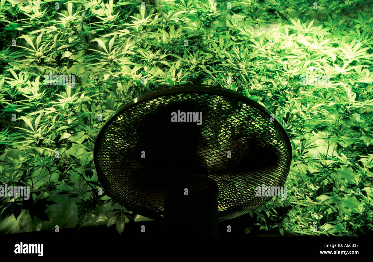 Marihuana-Pflanzen Anbau unter Kunstlicht durch einen Ventilator gekühlt Stockfoto