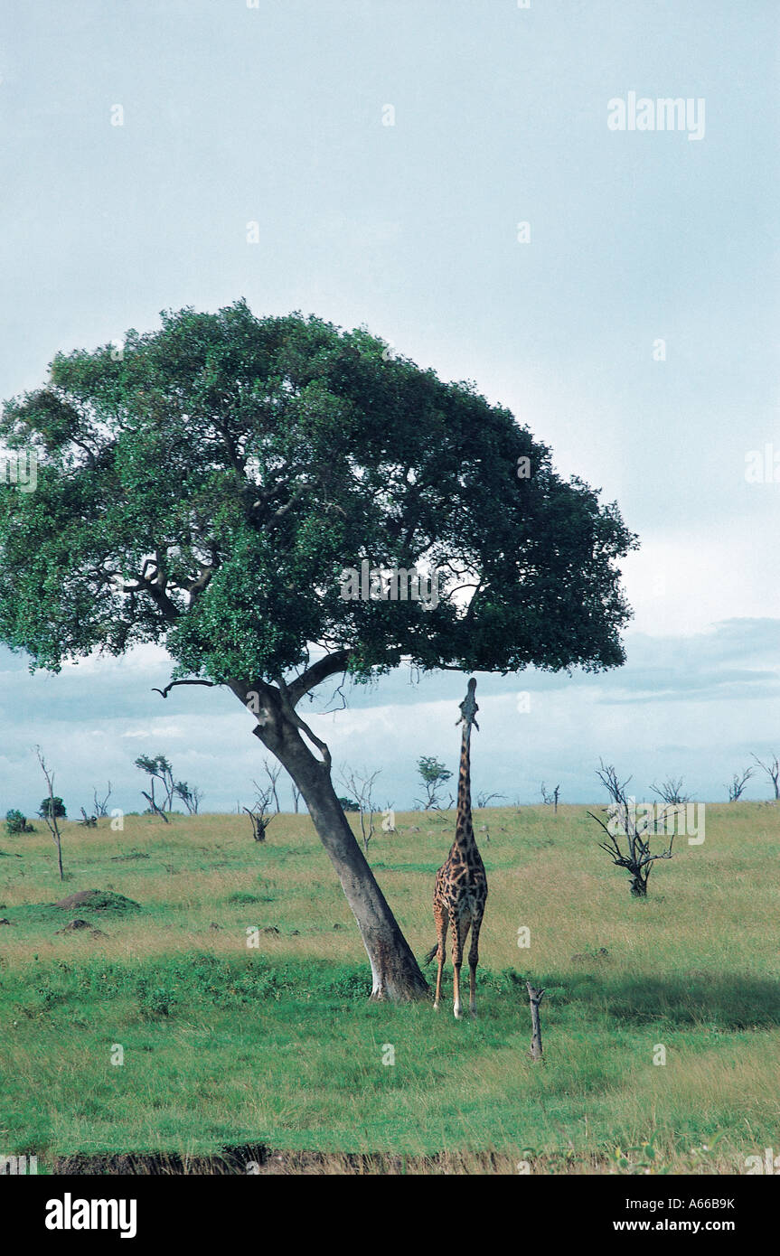 Masai-Giraffe Surfen auf Brachystegia Bäume Masai Mara National Reserve Kenya Stockfoto
