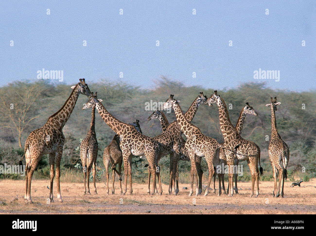 Große Gruppe von männlichen Masai Giraffe Lake Manyara National ParkTanzania Ostafrika Stockfoto