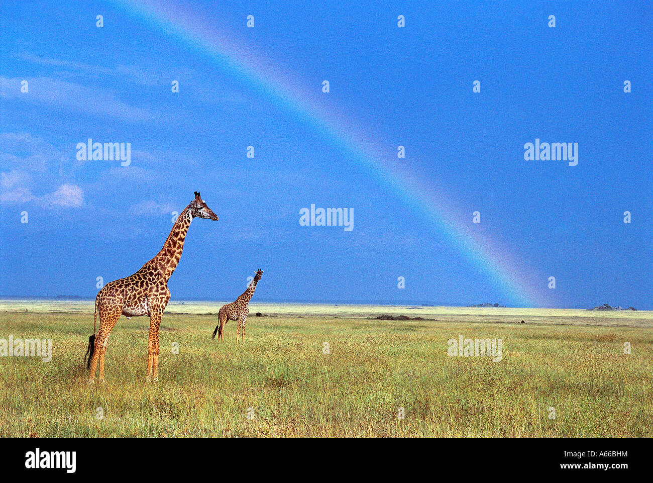 Zwei Masai-Giraffe auf den Grasebenen mit einem Regenbogen Overhead Serengeti Nationalpark Tansania Ostafrika Stockfoto