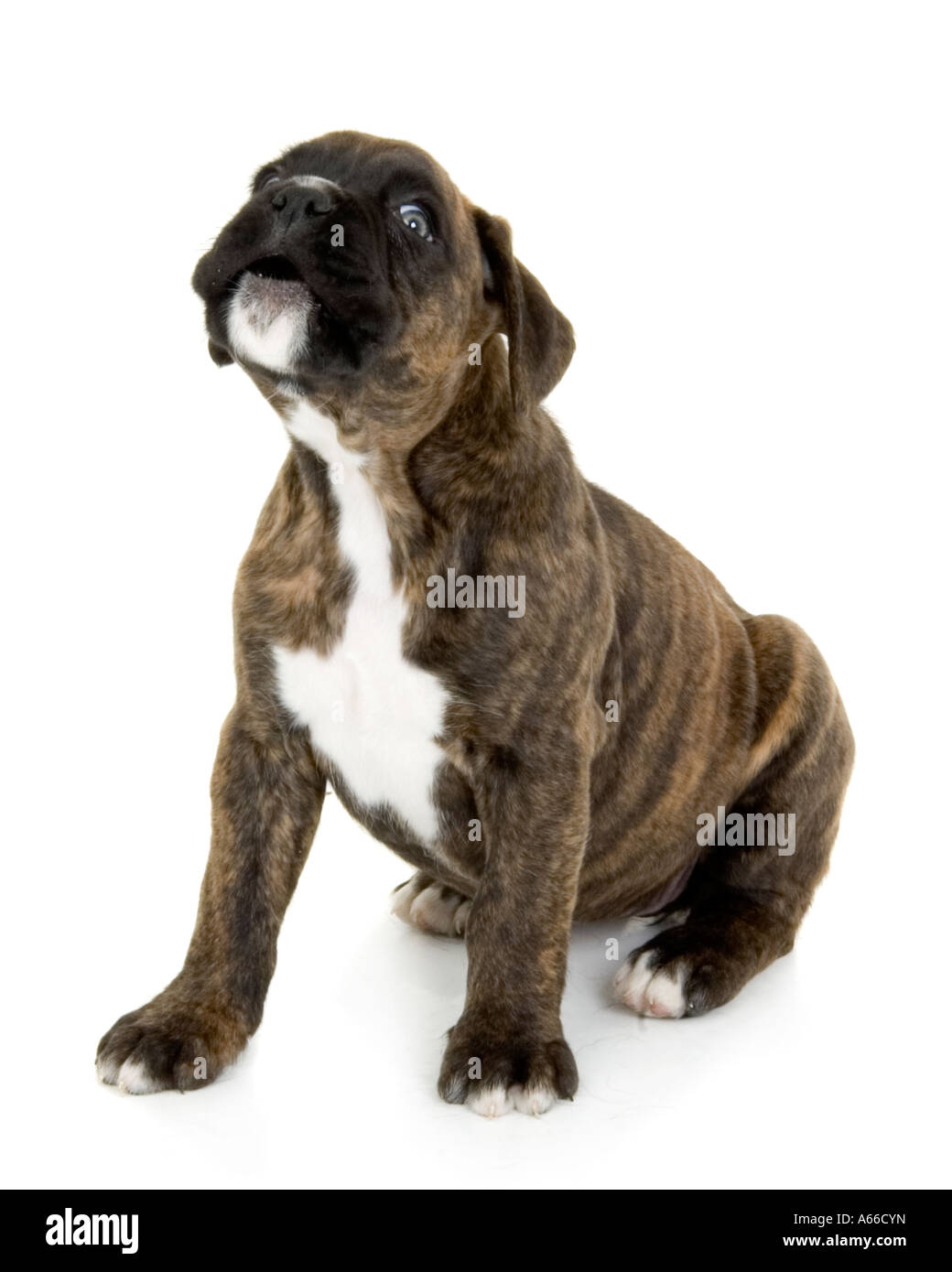 Boxer-Hund-Welpe bellt Stockfoto
