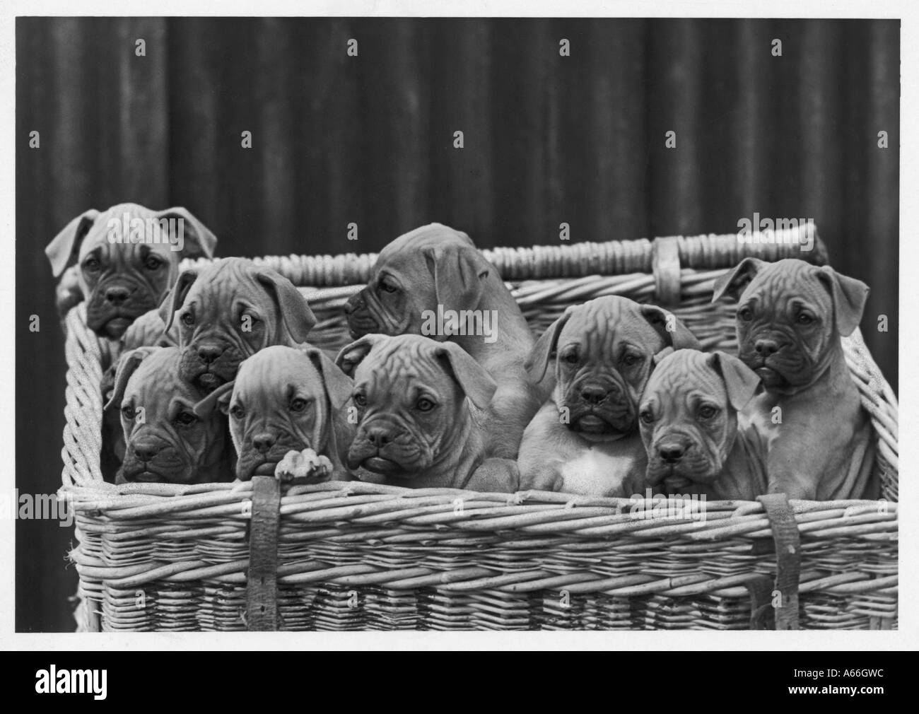 Boxer Welpen im Korb Stockfoto