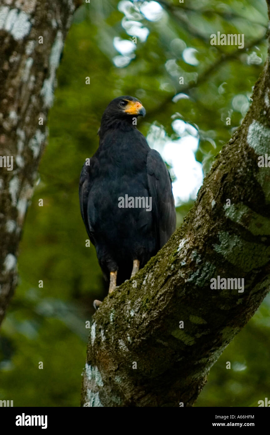Gemeinsamen Black Hawk (Buteogallus Anthracinus) Perched im Baum, Costa Rica Stockfoto