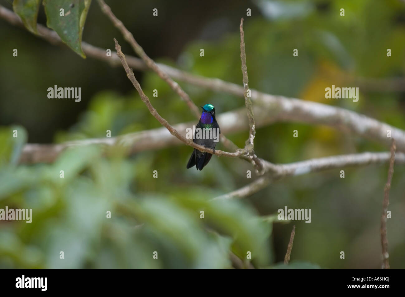 Männliche herrlichen Kolibri (Eugenes Fulgens) auf Ast, Costa Rica Stockfoto
