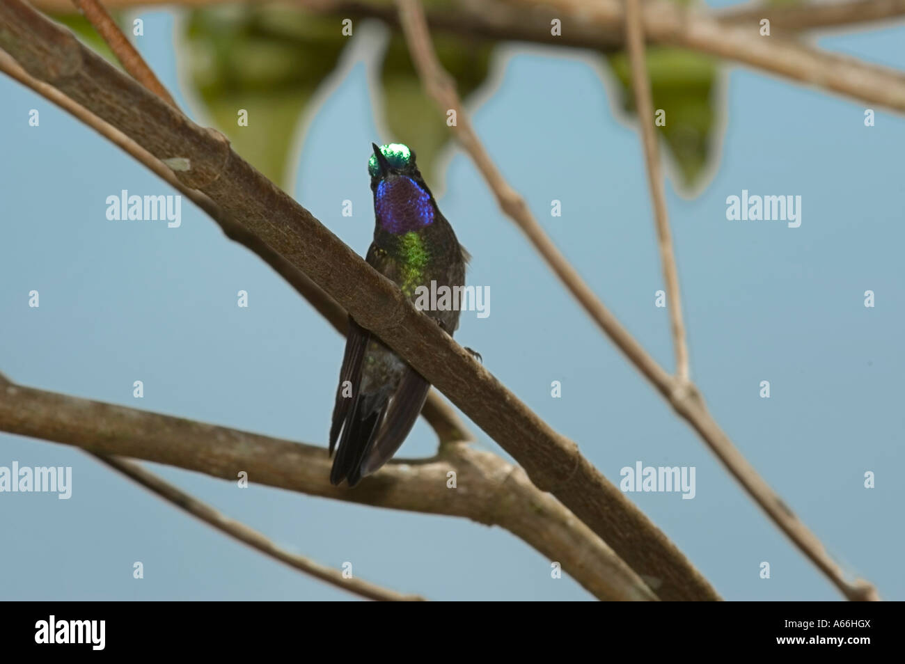 Männliche herrlichen Kolibri (Eugenes Fulgens) auf Ast, Costa Rica Stockfoto