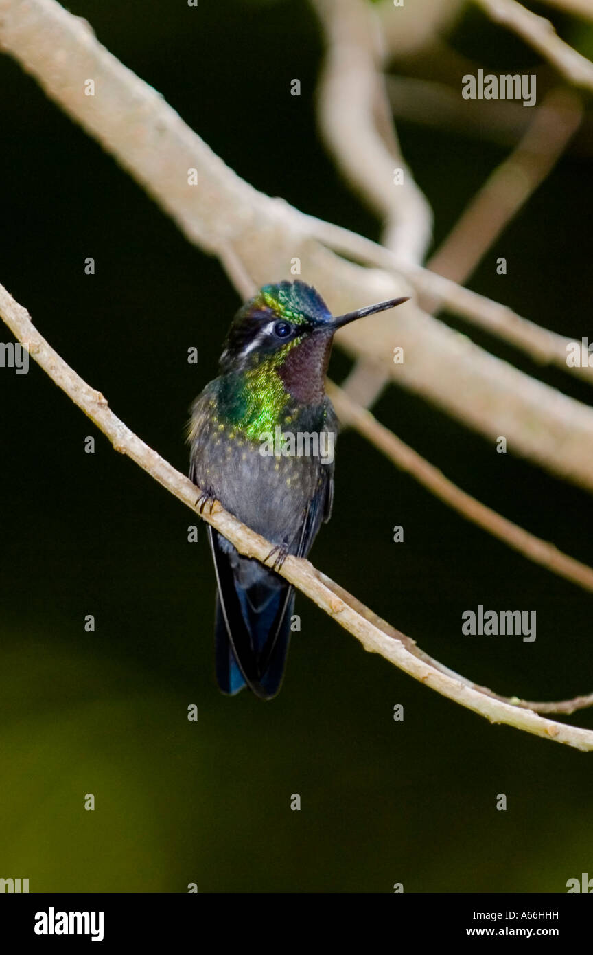 Männlichen Purple-throated Berg Juwel (Lampornis Calolaema) Kolibri auf Ast, Costa Rica Stockfoto