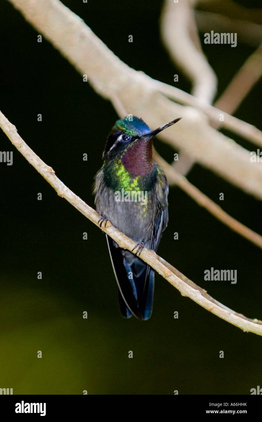 Männlichen Purple-throated Berg Juwel (Lampornis Calolaema) Kolibri auf Ast, Costa Rica Stockfoto