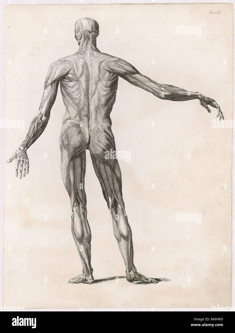 Anatomie Muskeln Körper Stockfoto
