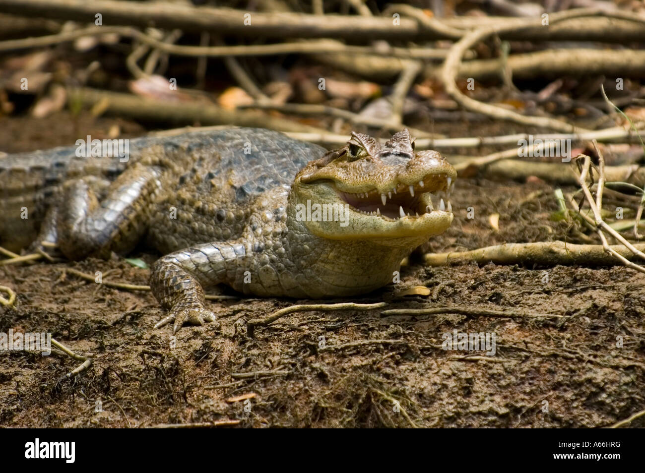 Brillentragende Kaiman (Caiman Crocodilus), Costa Rica Stockfoto