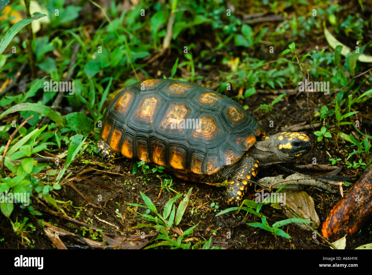 South American gelbe Footed Schildkröte (Geochelone Verbreitungsgebiet), Ecuador Stockfoto