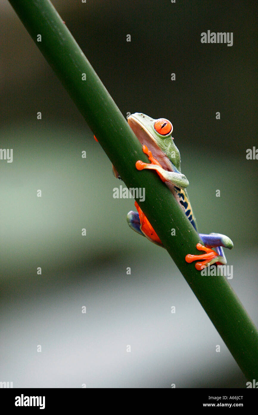 Red eyed Laubfrosch Agalychnis Callidryas Costa Rica Stockfoto