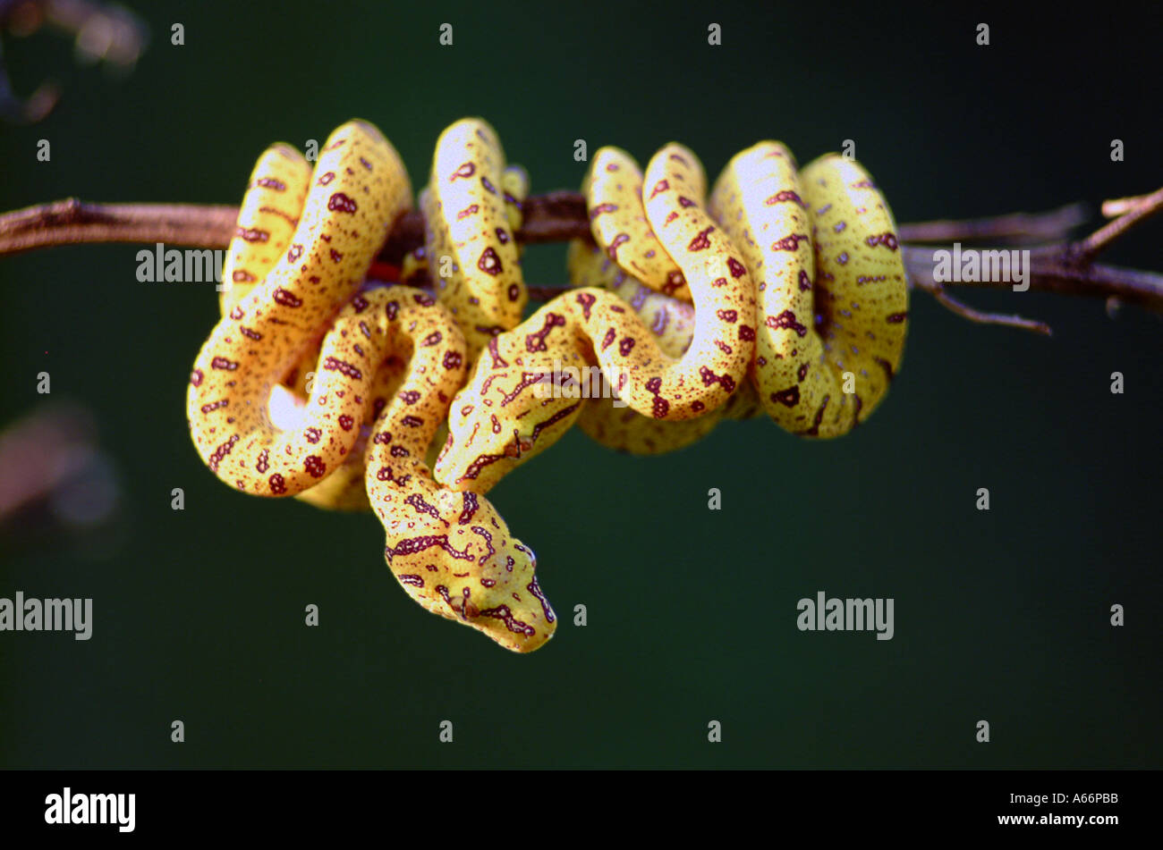 Grüner Baumpython Morelia Viridis Neugeborene Schlangen gelbe Farbe Farbe Stockfoto