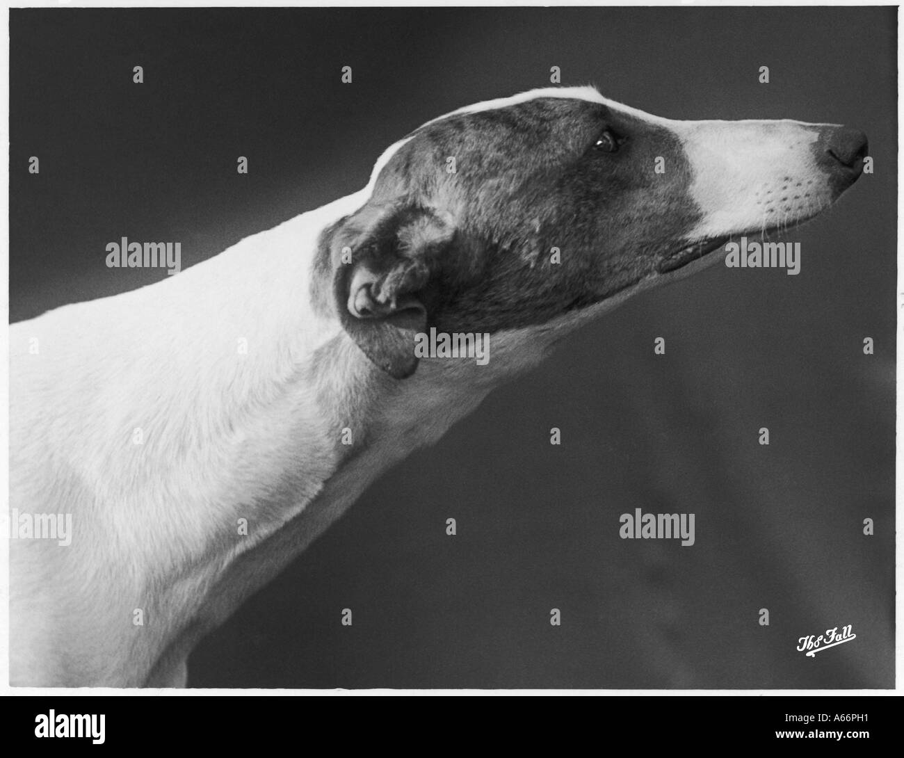 Greyhound Herbst 1938 Stockfoto