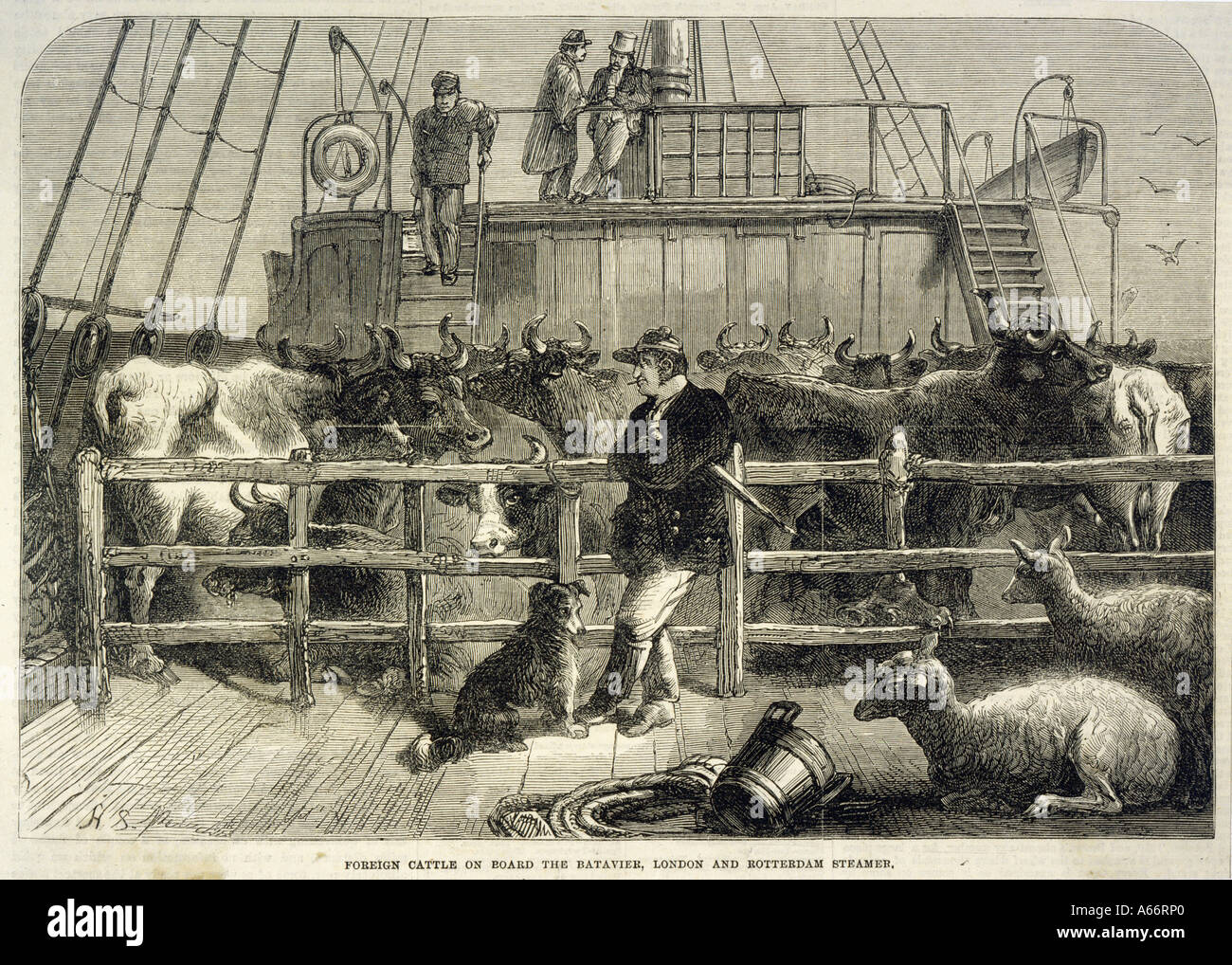 Import von Vieh 1865 Stockfoto