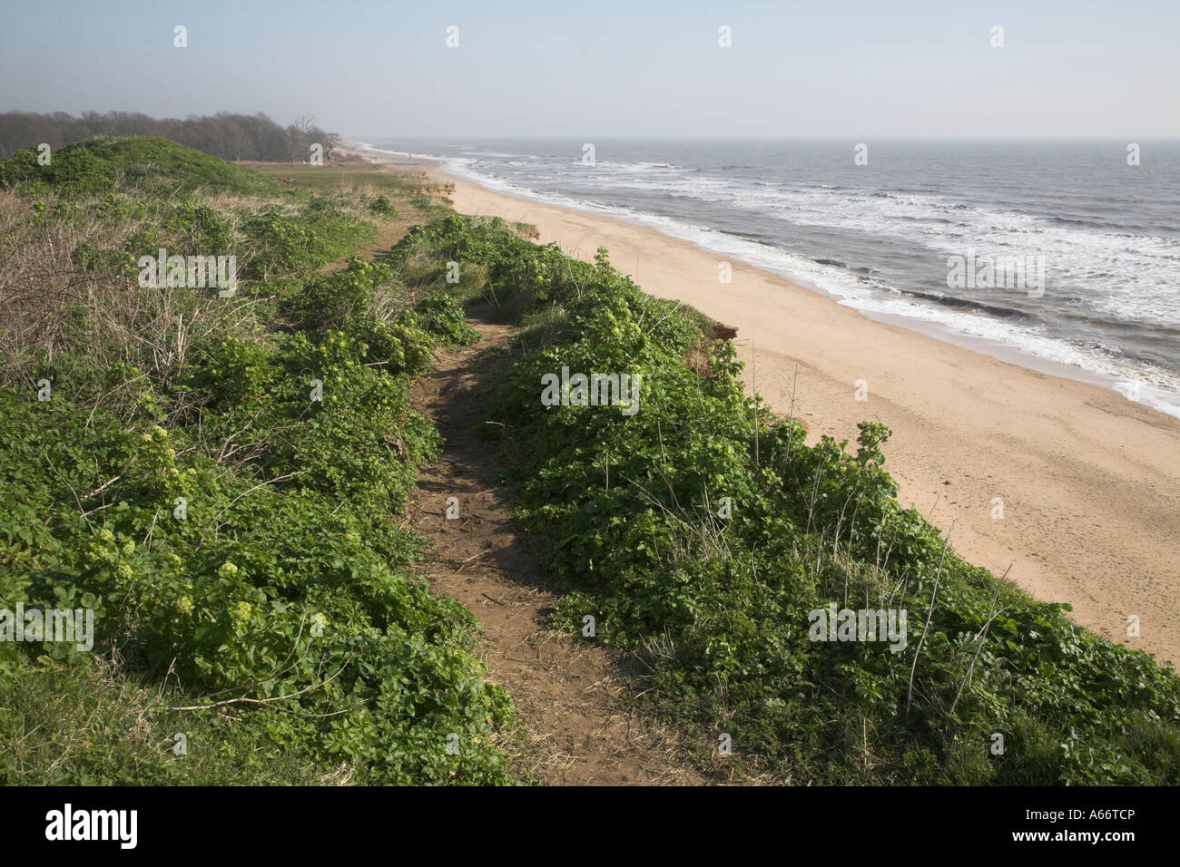 Bröckelnden weichen sandigen Klippen und Strand von Klippen, Covehithe, Suffolk, England Stockfoto