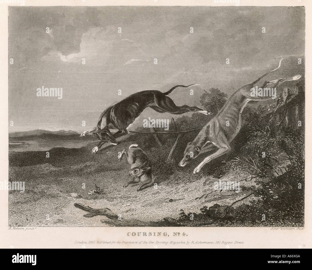 Hase Coursing 1835 Stockfoto