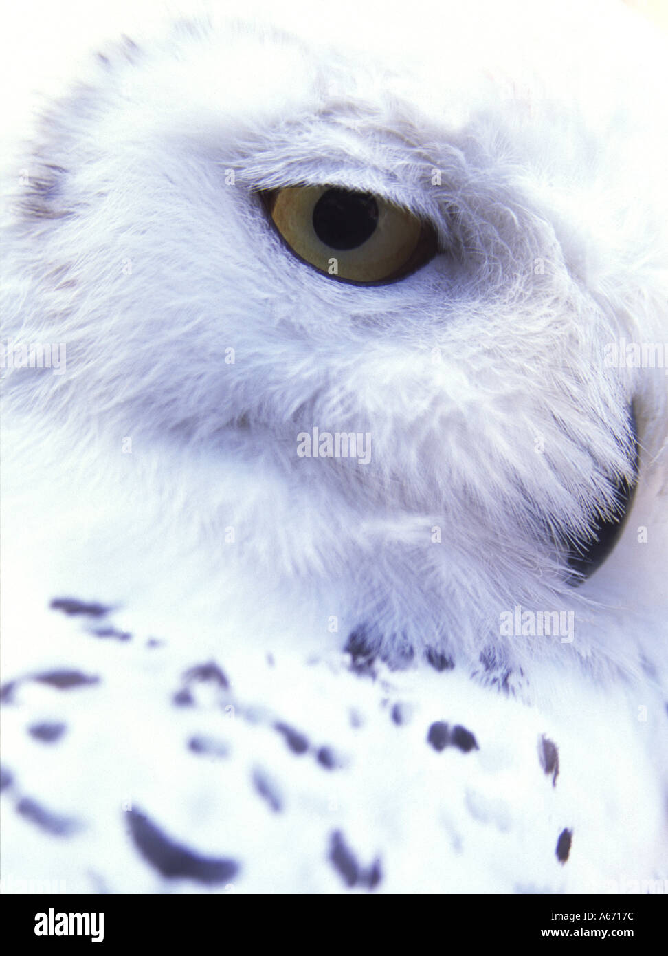 Schnee-Eule (Bubo Scandiacus) Stockfoto